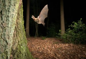 De Gewone Grootoorvleermuis op Amstelglorie?