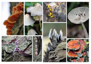 Paddenstoelen op Amstelglorie