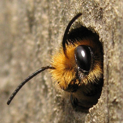 Bijencursus door Casper Janssen