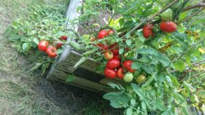 Amstelglorie-tomaten-moestuinbak