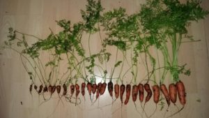 Amstelglorie-moestuinbakken-wortels-op-rij