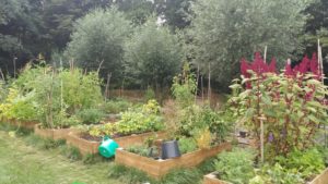 Moestuinbakken-Amstelglorie-zomer2018