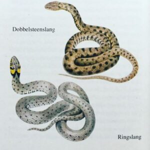 ringslang