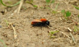 solitaire bij op Tuinpark Amstelglorie