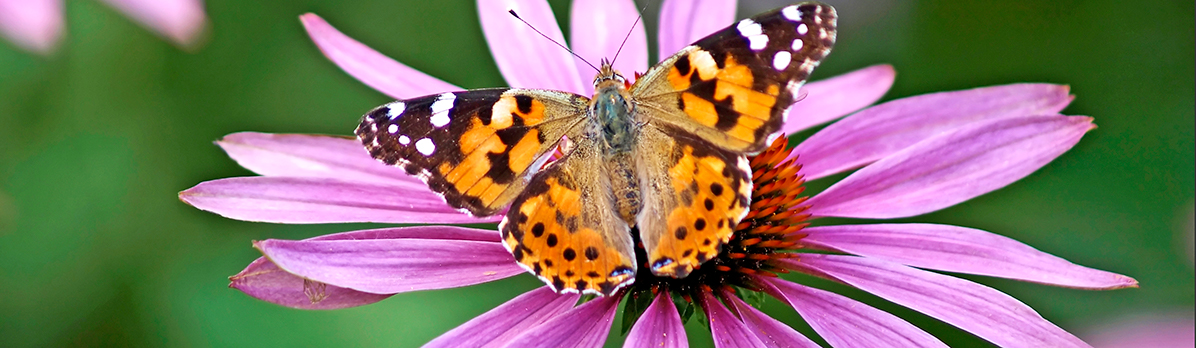 oranje vlinder op roze bloem