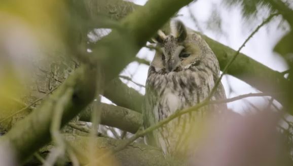 Ransuil in een tuinpark bij Amsterdam