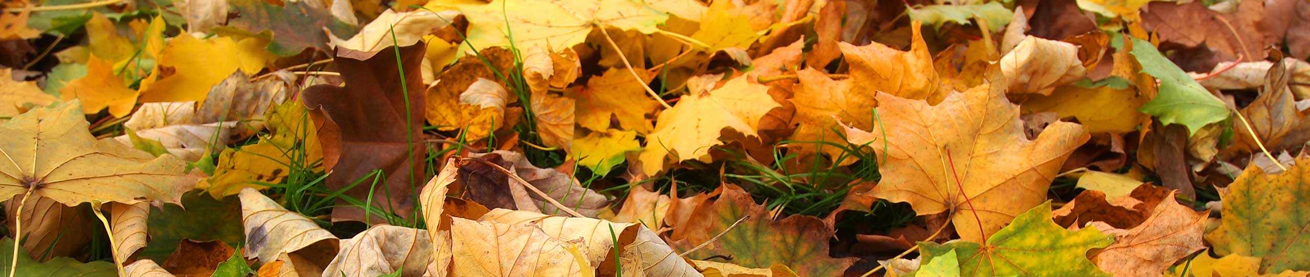 herfstblad geel oranje