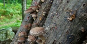 Shiitakes op boom