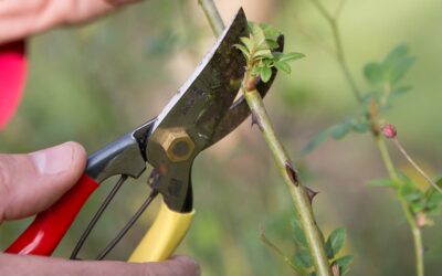 7 maart: Workshop voorjaarssnoei