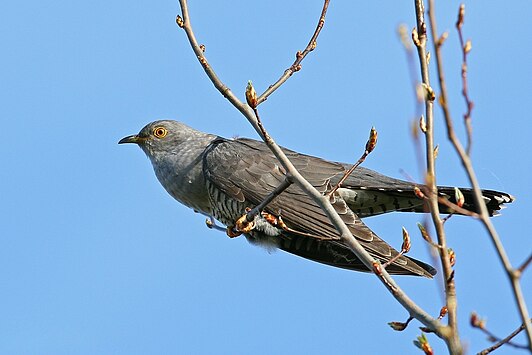 Kuckuck_(Cuculus_canorus)_by_Tim_Peukert Goudwesp op Amstelglorie