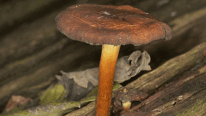 Paddenstoel in Amsterdamse Bos