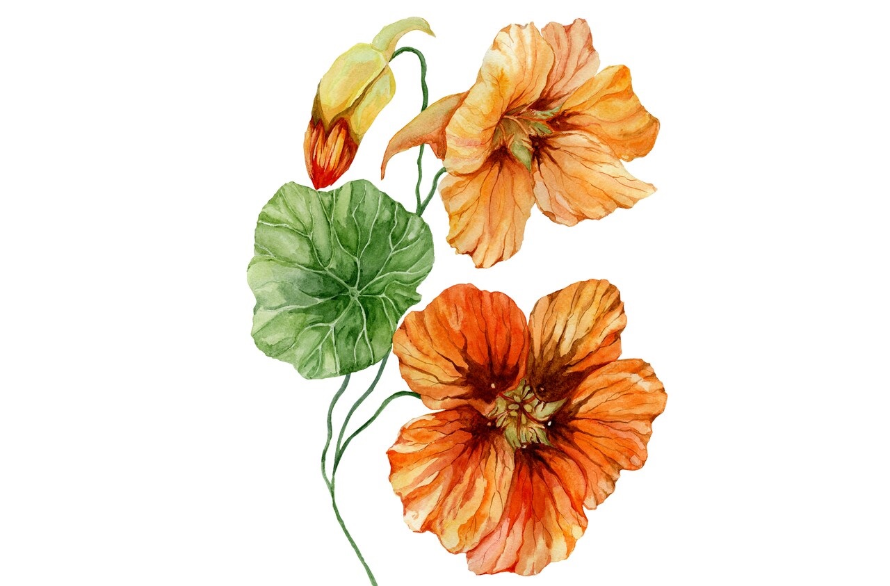 Tekening Oostindische Kers
