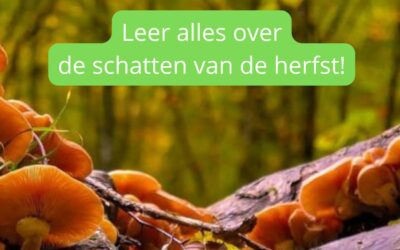 ZA 25 okt: Paddenstoelen-wandeling