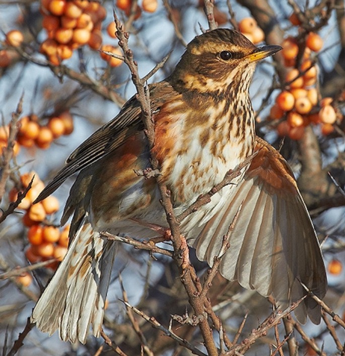 Koperwiek in bessenstruik
