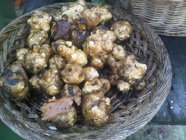 Aardperen net geoogst