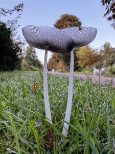 Inktzwam, Workshop Fotograferen met Smartphone, foto: Sonja Brouwer