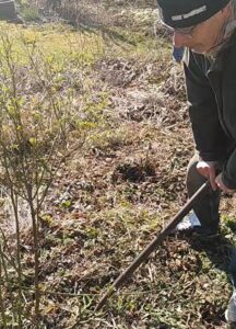 Voorjaars-snoeicursus, buiten aan het werk