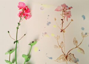Verven met planteninkt, rose bloem