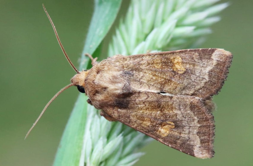 Nachtvlinder-Weidevlekuil-foto-Vlinderstichting
