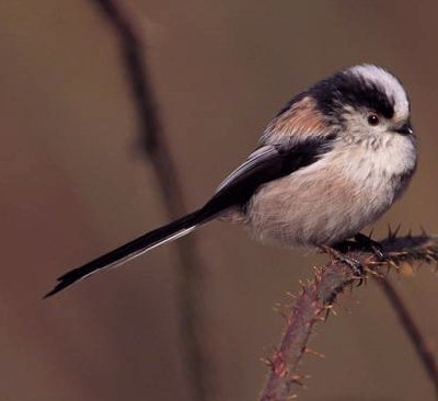 Staartmees (Aegithalos Caudatus)