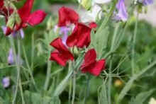 Lathyrus